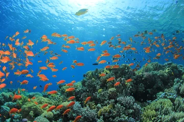 Fotobehang Vissen en koraalrif onder water © Richard Carey