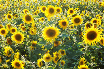 Fototapeta na wymiar sunflowers