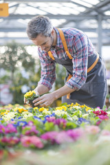 gardener sorting potted flowers in garden center