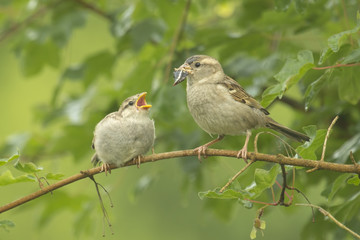 House sparrow feeding in the wild