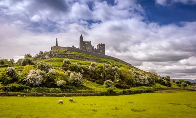 Fotobehang the rock of cashel in rural ireland on a sunny day with sheep grazing © peteleclerc