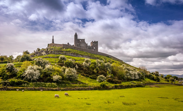the rock of cashel in rural ireland on a sunny day with sheep grazing