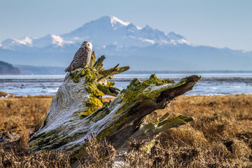 Fototapeta premium Snowy Owl in Boundary bay , British Columbia, Canada, with Mt Baker in the background