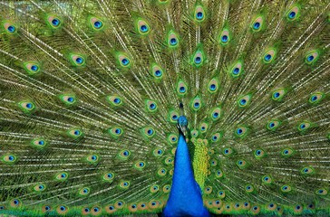 Obraz premium Peacock Feathers