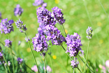 Summer lavender meadow