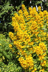 Loosestrife (Lysimachia punctata)