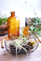 エアプランツ　カプトメドゥーサ