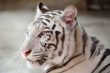 Obraz premium face of white Tiger