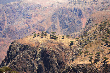 Yemen. Socotra island. Plateau Dixam