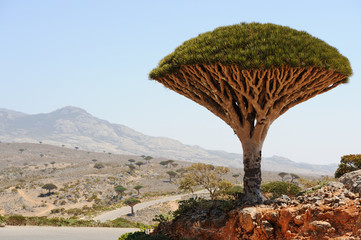 Naklejka premium Yemen. Socotra island. Dragon tree