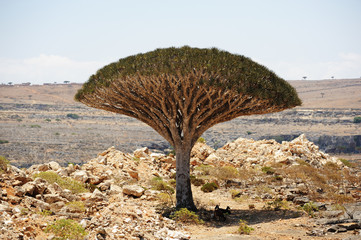 Yemen. Socotra island. Dragon tree