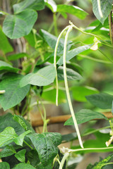 cowpea grow