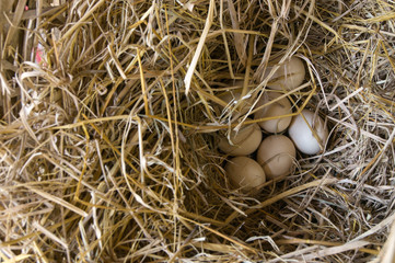 eggs in basket farm straw