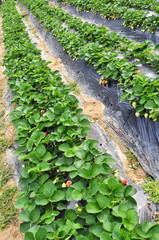  strawberry plants grow in field