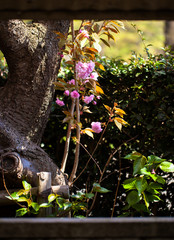 Double cherry blossom branche and trunk