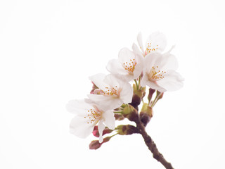 Naklejka na ściany i meble Close up of Yoshino cherry tree blossom in full bloom