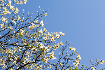 White flowering dogwood tree in bloom in sunlight