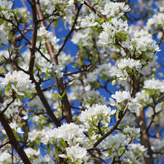 branch of apple tree