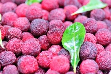 fresh red bayberry  © lzf