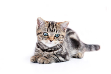 Little cute cat