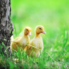 two fluffy chicks