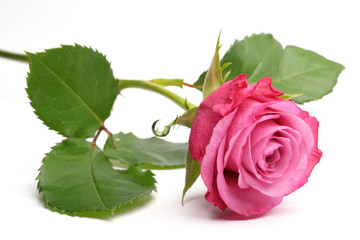 Naklejka premium Single pink rose