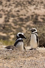 Naklejka premium Pinguini