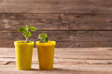 Young plant  in pot on wooden background