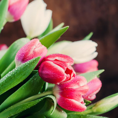 Fresh Spring Tulips with Water drops, toned