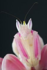 Orchid mantis / Hymenopus coronatus © mgkuijpers