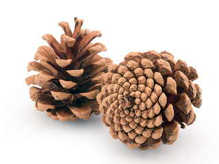 pine cones isolated