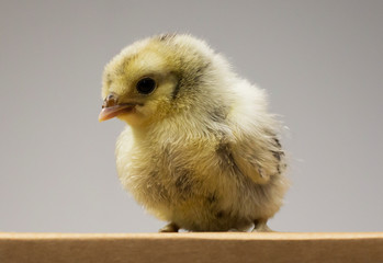 Chick on box