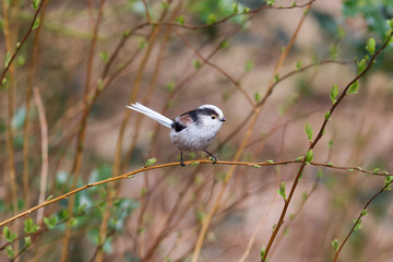 Long tailed tit (Aegithalos caudatus)