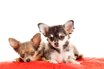 two small Chihuahua puppies.  Chihuahua dog on red pillow isolat