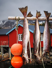 Stockfish drying, Lofoten Islands, Norway