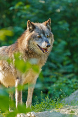 Naklejka na ściany i meble Timberwolf oder Amerikanischer Grauwolf (Canis lupus lycaon)