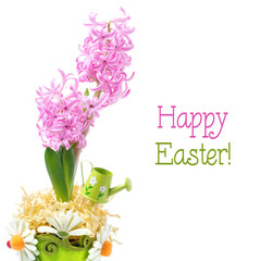 pink hyacinth in decorated flower pot, isolated