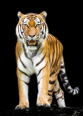 tijger op zwarte achtergrond