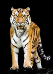 Foto op Plexiglas Tijger tijger op zwarte achtergrond