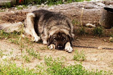 Dogs in the farmland