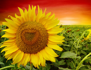 Obraz premium Summer landscape: beauty sunset over sunflowers field