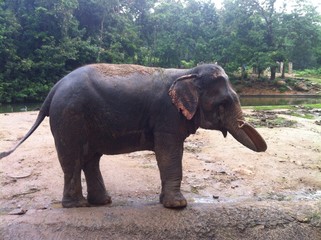 Naklejka na ściany i meble happy young elephant playing at the zoo