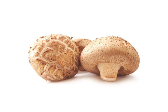 Fresh Shiitake Mushroom Isolated On White Background