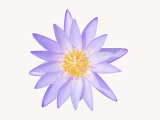 Violet waterlily