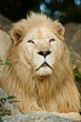 Transvaal-Löwe (Panthera leo krugeri)