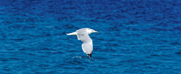 white seagull flying