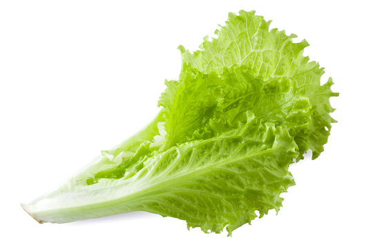 Lettuce. Salad leaves isolated on white background
