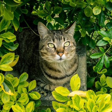 cach&eacute; dans la haie