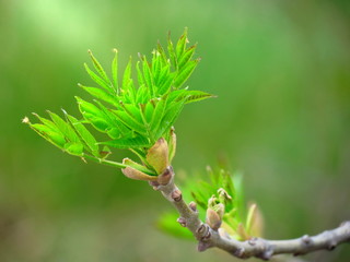 Green leaves on branch - new life