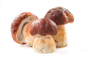 Three porcini mushroom. Cep on white background